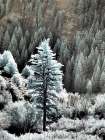 USA-Utah-Logan Pass Autumn in infrared of fir trees and heavy backlighting Art Print